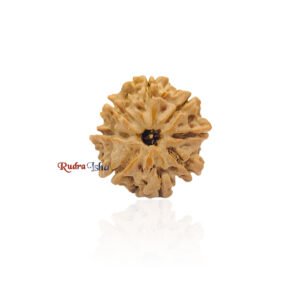 8 mukhi Rudraksha from Java Indonesia