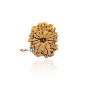 11 mukhi Rudraksha from Nepal – Large