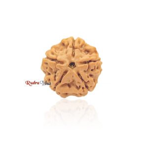 5 mukhi Rudraksha from Nepal
