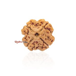 4 Mukhi from Nepal