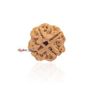 4 Mukhi from Nepal – Large