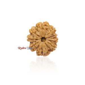 9 mukhi Rudraksha from Nepal
