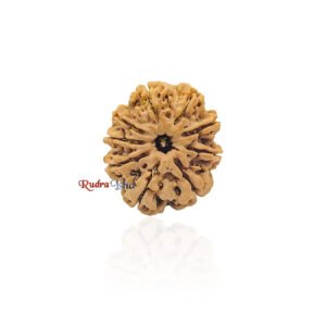 9 mukhi Rudraksha from Nepal – Large