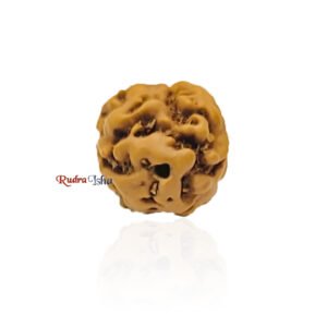 2 Mukhi from Java Indonesia – Large