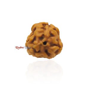 3 Mukhi from Java Indonesia