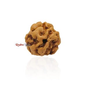 3 Mukhi from Java Indonesia – Large