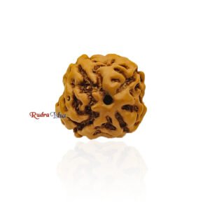4 Mukhi from Java Indonesia – Large