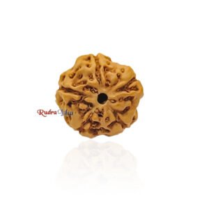 5 mukhi Rudraksha from Java Indonesia – Large
