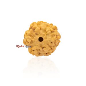 6 mukhi from Java Indonesia – Large