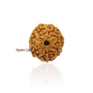7 mukhi Rudraksha from Java Indonesia