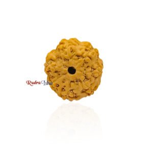 7 mukhi Rudraksha from Java Indonesia – Large