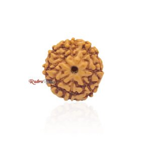 8 mukhi Rudraksha from Java Indonesia – Large