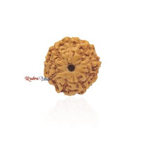 9 mukhi Rudraksha from Java Indonesia