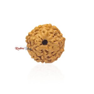 9 mukhi Rudraksha from Java Indonesia – Large