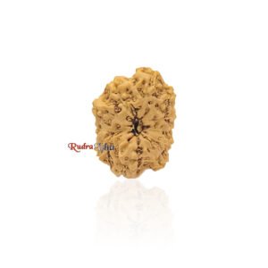 11 mukhi Rudraksha from Java Indonesia – Large