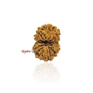 12 mukhi Rudraksha from Java Indonesia