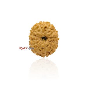 12 mukhi Rudraksha from Java Indonesia – Large