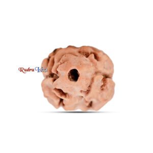 2 Mukhi from Nepal