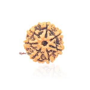 7 mukhi Rudraksha from Nepal