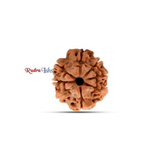 8 mukhi Rudraksha from Nepal – Large