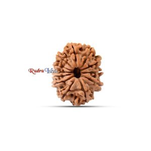 12 mukhi Rudraksha from Nepal