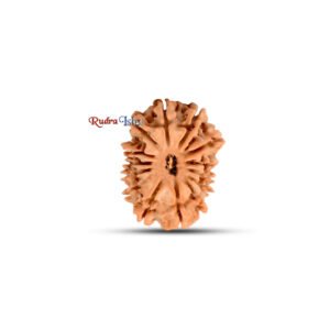 14 mukhi Rudraksha from Nepal
