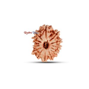 14 mukhi Rudraksha from Nepal – Large