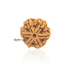 6 mukhi from Nepal – Large