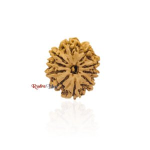 10 mukhi Rudraksha from Nepal