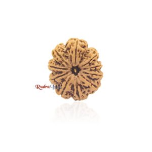 10 mukhi Rudraksha from Nepal – Large