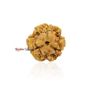 3 Mukhi from Nepal