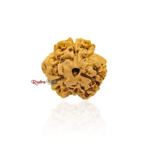 3 Mukhi from Nepal – Large