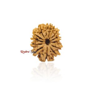 12 mukhi Rudraksha from Nepal – Large