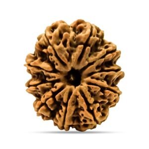 10 Mukhi Rudraksha
