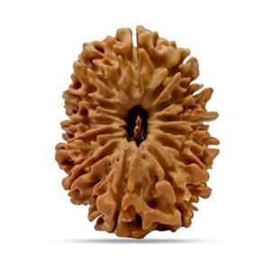13 Mukhi Rudraksha