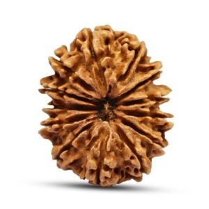 14 Mukhi Rudraksha