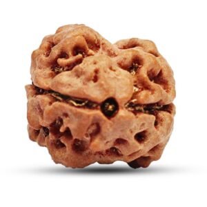 2 Mukhi Rudraksha
