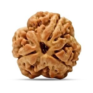 3 Mukhi Rudraksha