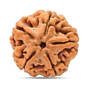 5 Mukhi Rudraksha