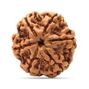 6 Mukhi Rudraksha