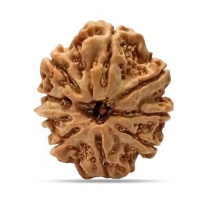 9 Mukhi Rudraksha