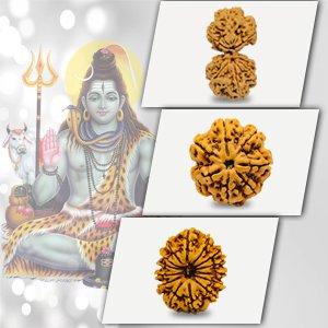 Rudraksha for Shaivism